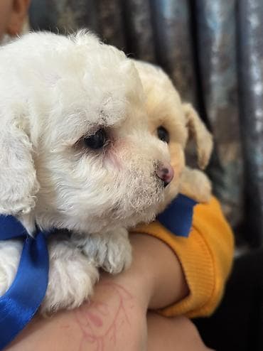 çöl heyvanları haqqında məlumat: Pudel, 2 ay, Erkek, Ödənişli çatdırılma — 5