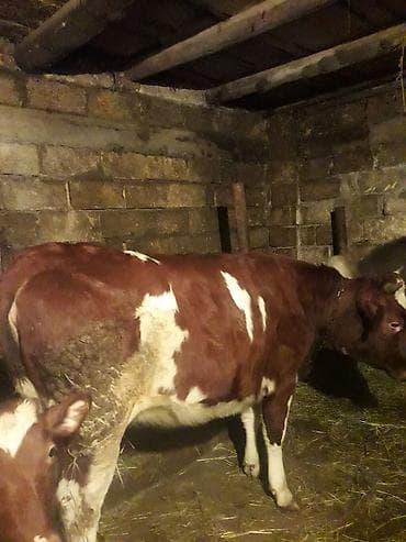 Inəklər, öküzlər: Dişi, il: 2, Südlük — 3