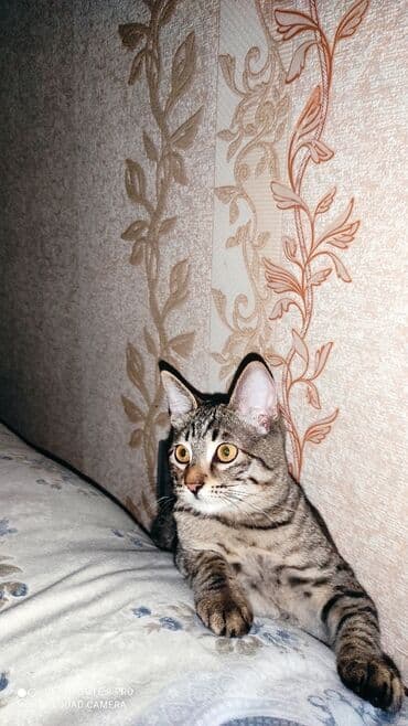 pişiy şəkilləri: Tabbi, Erkək, Yaxşı əllərə, Ünvandan götürmə, Pulsuz çatdırılma, Ödənişli çatdırılma — 2