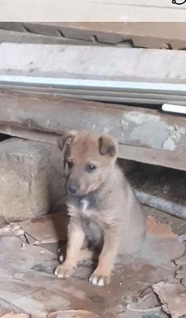 сколько стоит кане корсо: Немецкая овчарка, 2 месяца, Самец, Самовывоз — 1