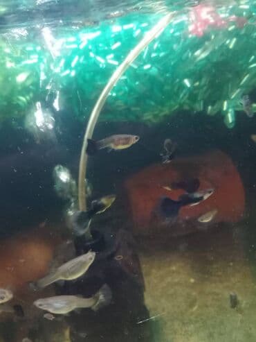 oskar balığı: Quppi, Sülhsevər — 1