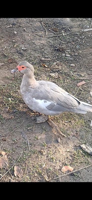 sadlar: Lavanda ordek balaları satılır. támiz qan olmagına zamanət verirəm 10 — 5