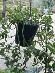 yeni il şənliyi 2022: Xalça — 41