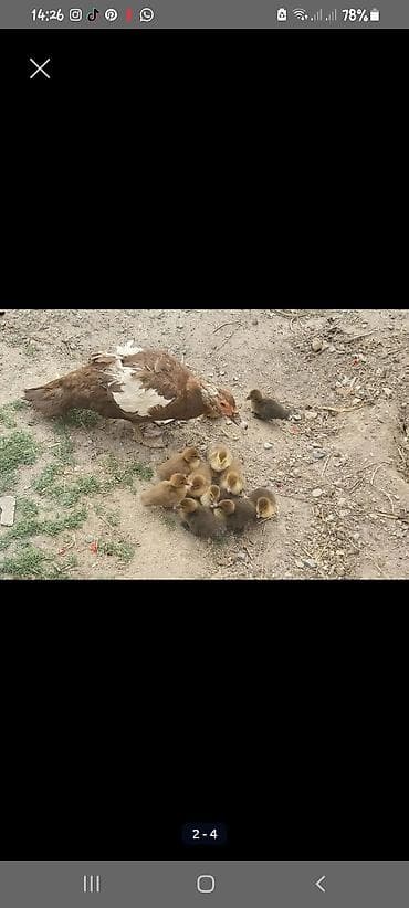 pisik sud tozu: Krasnadar ördəyi balaları (indoutka) – təbii yemlə böyüdülmüş, aktiv — 1