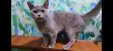британский гладкошерстный: Британская, Самец, Самовывоз — 3