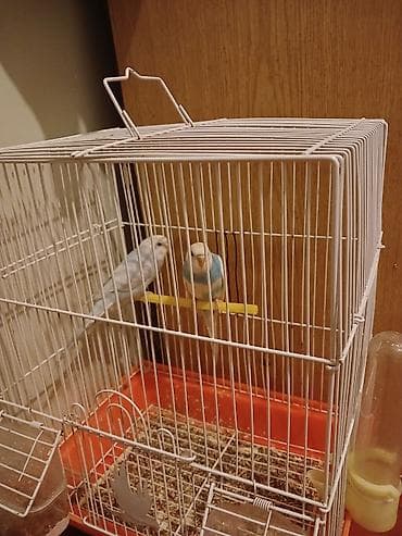 Məhsul: Dalğıc (budaq) tutuquşuları və qəfəs seti Təsvir: - İki ədəd