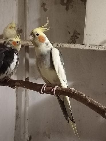 lelekli heyvanlar: Damazlig korellalar satılır Məhsul təsviri: - Növ: Nimçika — 5