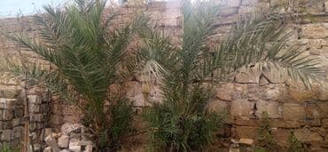 Gübrələr: Xurma palması fidanları - Növ: Phoenix dactylifera (xurma palması) - — 4