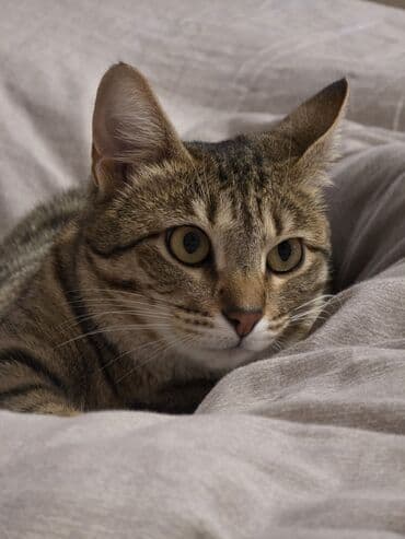 İtlər: Dişi, Yaxşı əllərə, Ünvandan götürmə, Pulsuz çatdırılma — 1