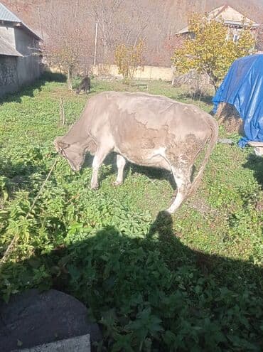 ətlik inək: Süd və ət istiqamətli iribuynuzlu heyvanlar - Boz rəngli inək: sakit — 1