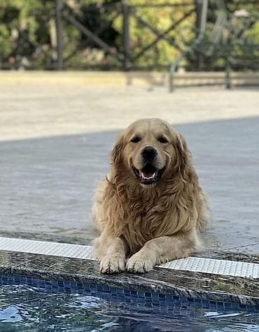 sort itler: Retriever, 5 il, Erkek, Cütləşmə üçün — 5