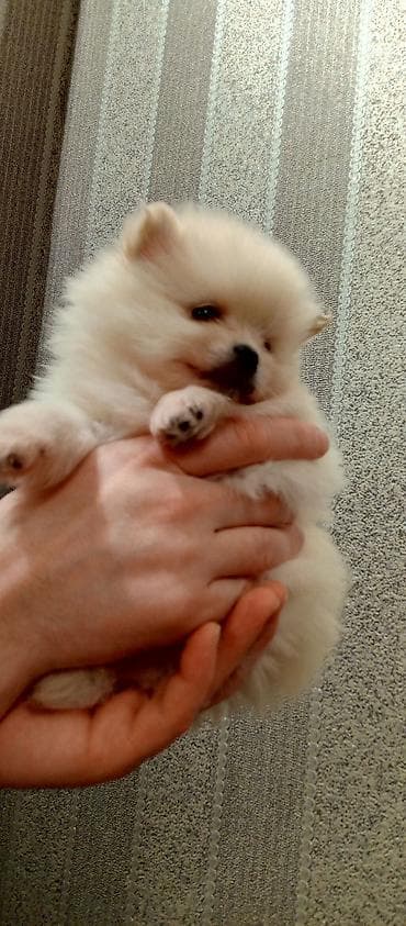 afcarka itləri: Şpitz — 4