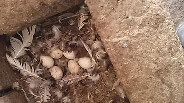 Məhsul: ördək yumurtası 13 ədəd (təbii yuvadan) Təsvir: - Təbii