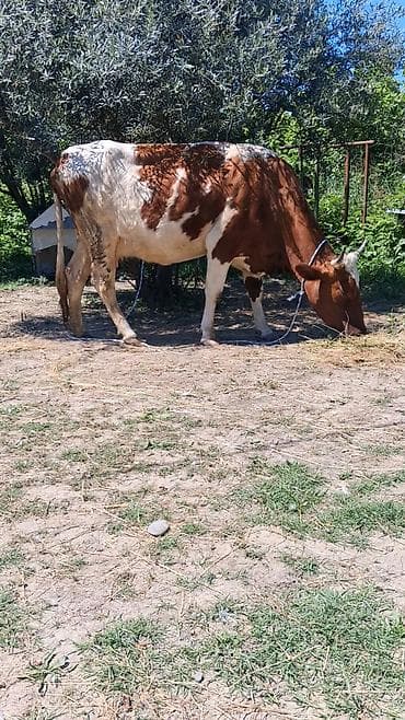 inək öd daşı: Dişi, Simental, il: 5, Südlük, Ünvandan götürmə — 7
