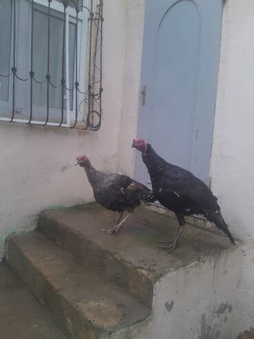 ev itleri balaca: Dünən gətirmişəm rayonnan hamsı kök super hinduşkalardı 5 fərə 4 xoruz — 6