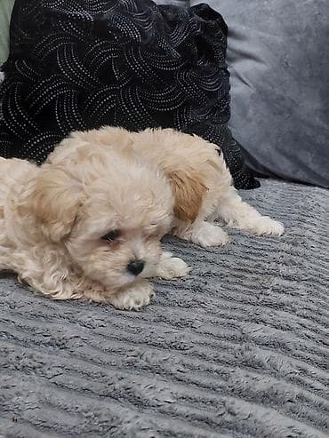 labrador itleri: Salam mini maltes balonka 1 ay yarımlıqdır tam sağlamdır qarışıq cins — 3