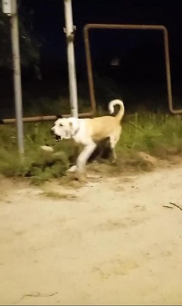 qara at sekilleri: 4 ay, Erkek, Ünvandan götürmə — 1