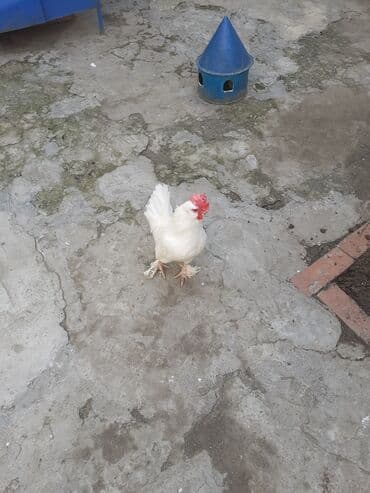 Eşşəklər: Məhsul: Ağ rəngli ev toyuğu (xoruz) Təsvir: - Tam ağ lələklər — 3