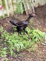 zvanok it satilir: Tam sağlam yumurtayan güjdü cins Maradona cinsi 4 aylıq cins beçeler — 3