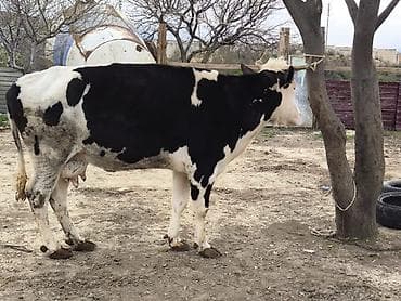 Qisir inekler və dogmamis duyeler 120-140 kq etleri olan heyvanlar var