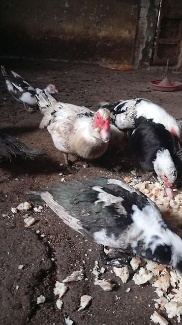 ayagi xinali qus: Digər heyvanlar — 2