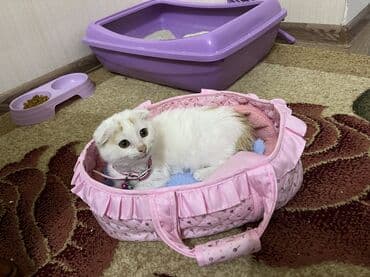 şotland pişiyi etibarlı əllərə verilir: Şotland, Dişi, Yaxşı əllərə, Ünvandan götürmə — 3