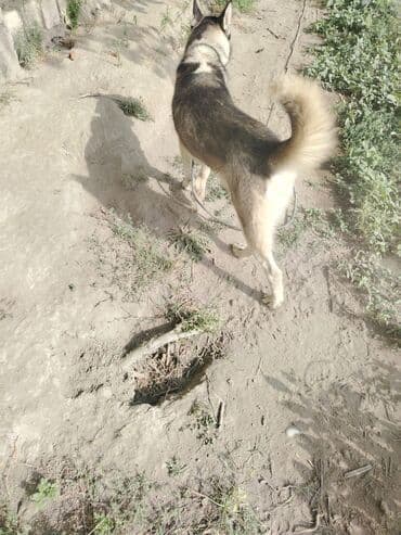 xaski itlər: Xaski, 11 ay, Erkek — 4