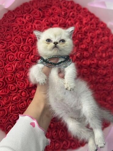 ən şirin pişiklər: Britan, Erkək, Yaxşı əllərə, Ödənişli çatdırılma — 3