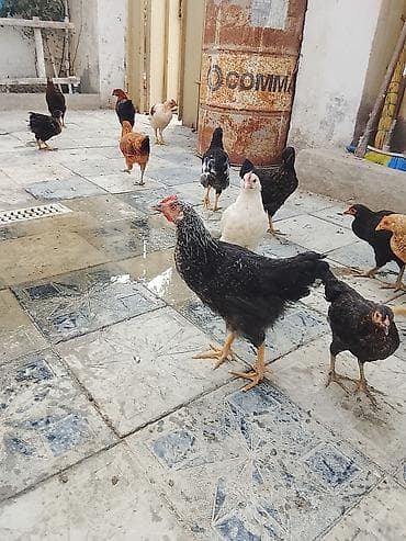 ev heyvan: Yerli qarışıq cins ev toyuqları – fərqli rəng və naxışlarda — 6