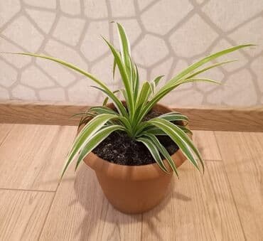 высокий кактус: Otaq Bitkisi


Çatdırılma Metro Sos 2azn — 3