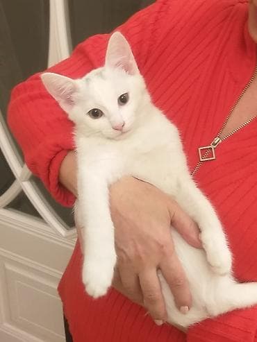 Грызуны: Шотладская вислоухая, В добрые руки — 4