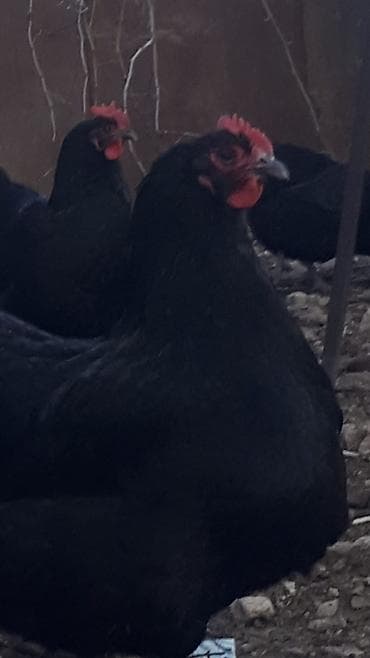 broyler cuce satisi: Toyuq, Australorp, Yumurtalıq, Ödənişli çatdırılma — 2