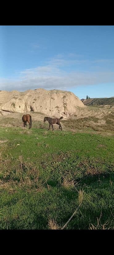 heyvanlara verilen xususi adlar: Satılır: 5 yaşındadı 2 bala verib minik atıdır cəld heyvandı yorğası — 3