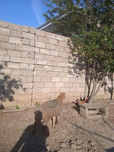 qoyun sortlari: 14 15 klo əti var qurban kəsməyə yarayır — 4