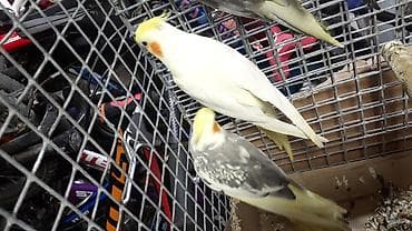 ev qusu: Məhsul: Nimfa tutuquşuları (Cockatiel) Təsvir: - Qəşəng qaşlı — 5