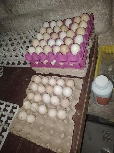 hinduska yumurta: Təzə toyuq yumurtaları — 1