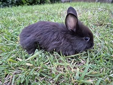 dovşan yuvasi: Saqlam dovşan balaları - Rənglər: gümüş-boz və tünd-qəhvəyi/şabalıdı — 2