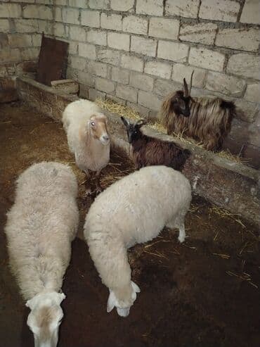 keçi balası: Qoyun və keçi sürüsü Təsvir: - Şəkillərdə olan heyvanlar birlikdə — 3