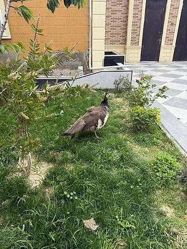Tovuz qusu razilasma yolu ile maya disidi