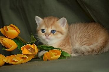 şinşilla: Qızıl şinşilla, Dişi, Erkək, Ünvandan götürmə — 3