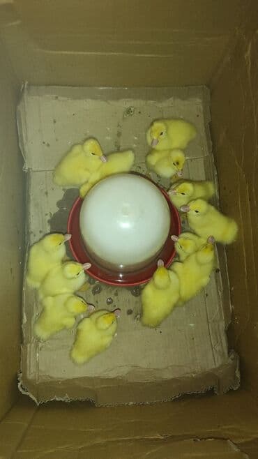 kuban ördek: Dişi, | Lal ördək, Damazlıq, Ünvandan götürmə — 1