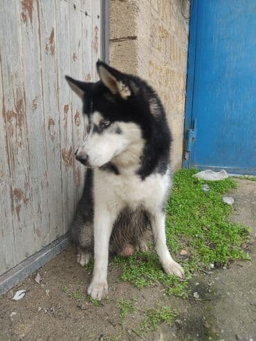 Taclar: Xaski, 1 ay, Erkek — 8