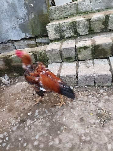 kənd toyuqlarının satışı: Heyratı xoruz döyüş xoruzudur heç bir yenilgisi yoxdur biri 2 yaş — 5