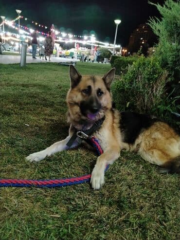 немецкая овчарка цена в баку: Немецкая овчарка — 1