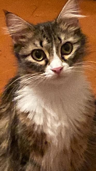 pişiy: Uzun tüklü pişik balaları - Növ: Ev pişiyi (uzun tüklü) - Rənglər — 2