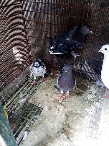 lohman braun cuceleri: 7 dene qusdu biri 2 manatdı quslarda berdededi — 1