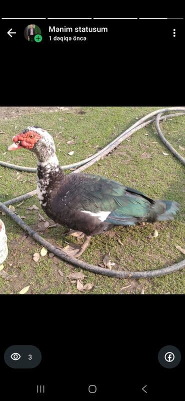 kuban ordək: Saltilir lal ordek — 1