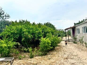 дачи в аренду посуточно: Баку, Пос. Паршаги, 100 м², 6 комнат — 2