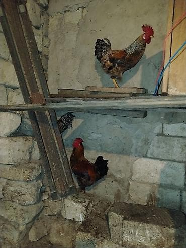 tap az sudluk inəklər: Məhsul: Ev təsərrüfatı üçün xoruzlar və Təsvir: - Şəkillərdə bir — 3
