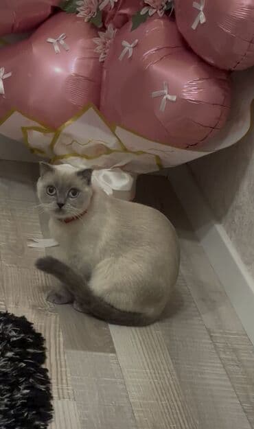 pişik cinsleri: Britan, Erkək — 4